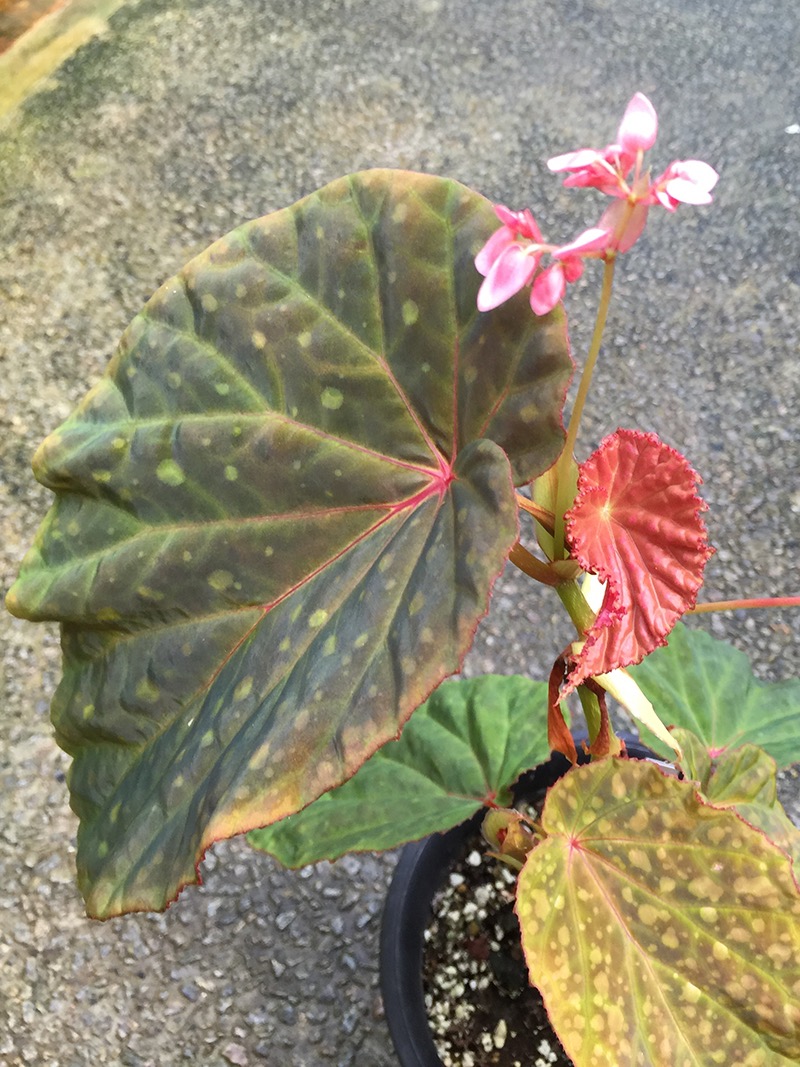 B. ‘Calico Kew’